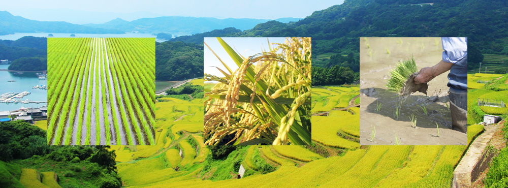 農業、畜産、林業、水産の一次産業から三次産業へのシステム研究